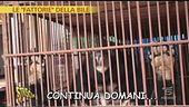 Orsi della luna