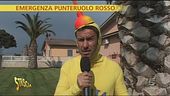 Punteruolo rosso