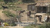 Cavalli a Termini Imerese