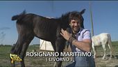 Amici equini