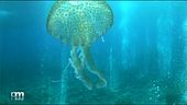 La biodiversità delle Eolie