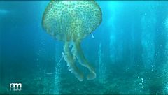 La biodiversità delle Eolie