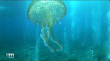 L'attività vulcanica alle Eolie