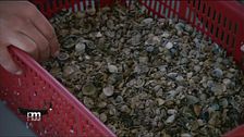Il ripopolamento delle vongole