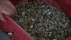 Il ripopolamento delle vongole