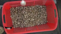 La lavorazione delle vongole