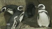 Nella nursery dei pinguini
