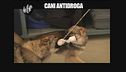 PELAZZA: Cani antidroga