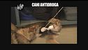 PELAZZA: Cani antidroga