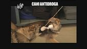 PELAZZA: Cani antidroga