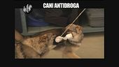 PELAZZA: Cani antidroga