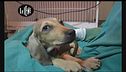 DI CIOCCIO: Strage dei cuccioli