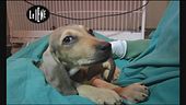 DI CIOCCIO: Strage dei cuccioli