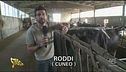 Bovini in cattivo stato