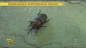 Il punteruolo 'rozzo'