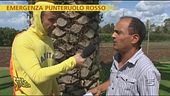 Capitan Ventosa contro il punteruolo rosso