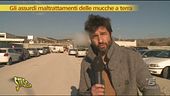 Mucche a terra