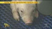 Suini in stato di abbandono