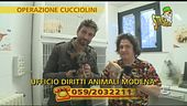 Cuccioli in condizioni terribili