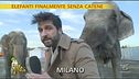 Elefanti incatenati II