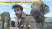 Elefanti incatenati II