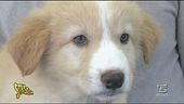 Il cucciolo più Spread_giudicato