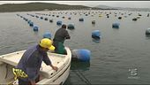 Pescatori