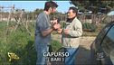 Tugurio per cani