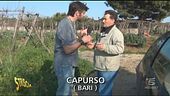 Tugurio per cani