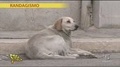 Randagismo brutale
