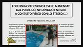 Delfini in un parco marino