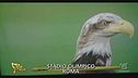 L'aquila della Lazio