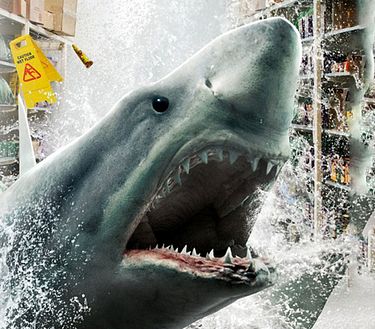 Shark