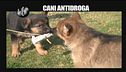 PELAZZA: Cani antidroga