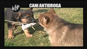 PELAZZA: Cani antidroga