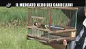 NOBILE: Cardellini