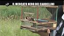 NOBILE: Cardellini