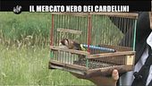 NOBILE: Cardellini