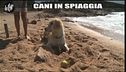 CASCIARI: Cani in spiaggia
