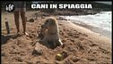 CASCIARI: Cani in spiaggia