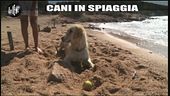 CASCIARI: Cani in spiaggia