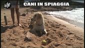 CASCIARI: Cani in spiaggia