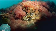 Un'immersione nel Mediterraneo