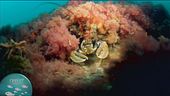 Le Tegnue, una barriera corallina splendida