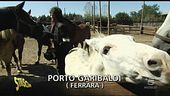 Zoomagia portami via