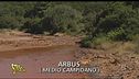 Inquinamento ambientale