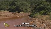Inquinamento ambientale