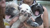 Decine di cani chiedono aiuto