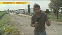 Trasporto irregolare di bovini