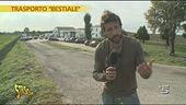 Trasporto irregolare di bovini